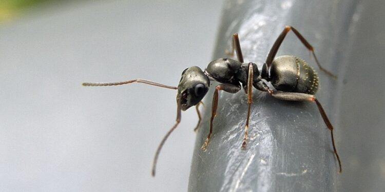 Hormigas pueden oler el cáncer