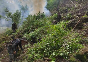 Más de 438 mil arbustos de coca erradicados en San Luis, Petén