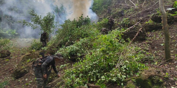 Más de 438 mil arbustos de coca erradicados en San Luis, Petén