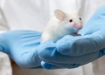 Diseñan partícula que aumenta masa ósea de ratones con osteoporosis