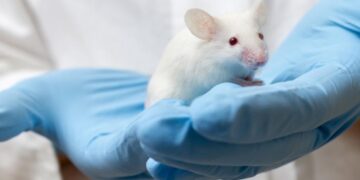 Diseñan partícula que aumenta masa ósea de ratones con osteoporosis