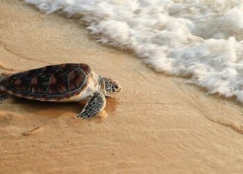 Aumenta 30 % nacimiento de tortugas marinas en sitio de anidación en Ecuador