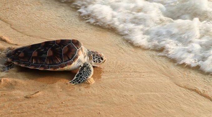 Aumenta 30 % nacimiento de tortugas marinas en sitio de anidación en Ecuador