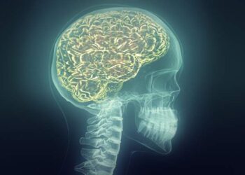 Descubierta una nueva membrana anatómica que protege al cerebro