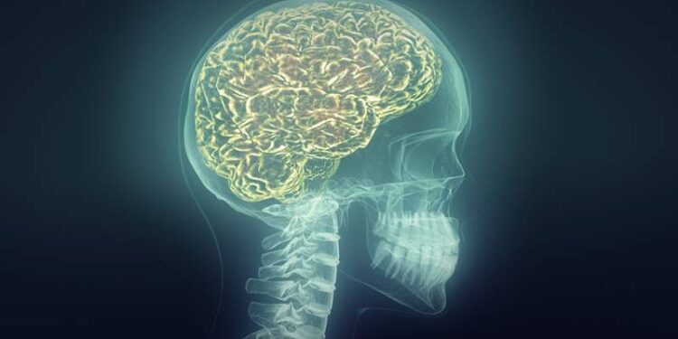 Descubierta una nueva membrana anatómica que protege al cerebro