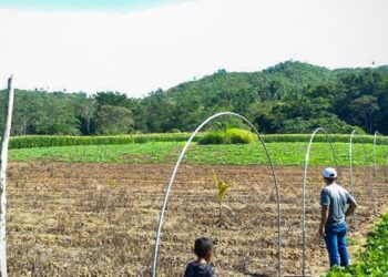Macrotúneles contribuyen a la disponibilidad de alimentos en Petén