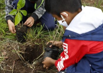 Programa de reforestación permite plantación de 799 mil árboles