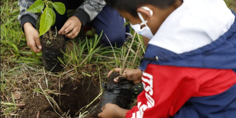 Programa de reforestación permite plantación de 799 mil árboles