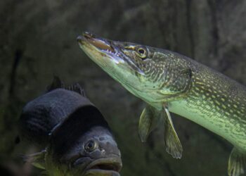 Identifican 35 nuevas especies de peces en parque Madidi, en Bolivia