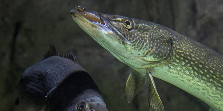 Identifican 35 nuevas especies de peces en parque Madidi, en Bolivia