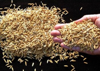 Autorizan importación de arroz con cáscara libre de impuestos