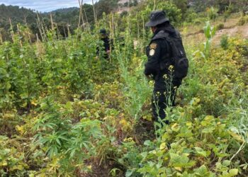 Agentes de la PNC en operativo de erradicación en Totonicapán.