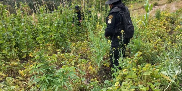 Agentes de la PNC en operativo de erradicación en Totonicapán.
