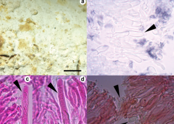 Descubren una especie de hongo con gran potencial antibacteriano