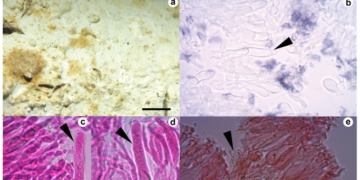 Descubren una especie de hongo con gran potencial antibacteriano