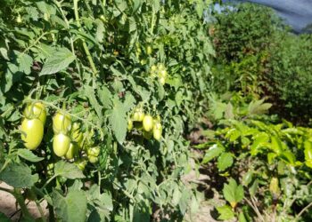 Más de 7 mil familias se benefician con proyectos para la resiliencia a la sequía