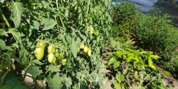 Más de 7 mil familias se benefician con proyectos para la resiliencia a la sequía