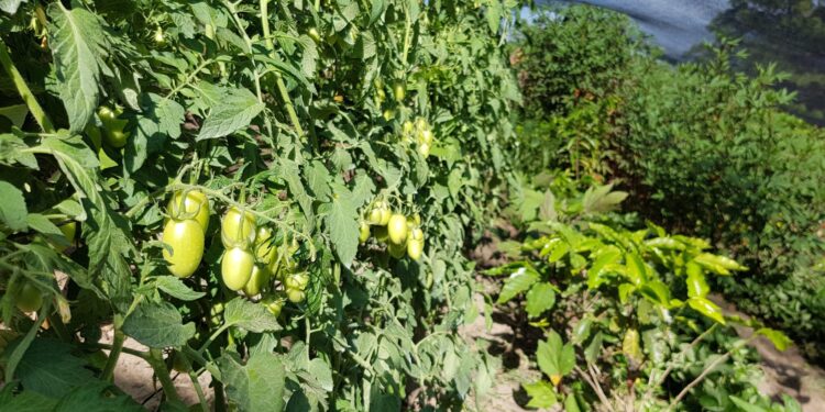 Más de 7 mil familias se benefician con proyectos para la resiliencia a la sequía