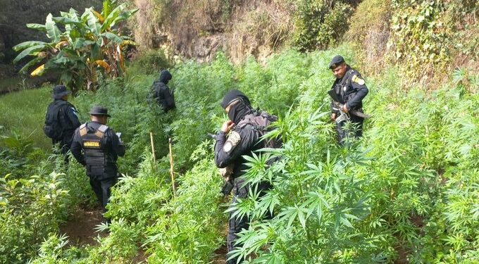 Personal antinarcótico erradica plantaciones ilícitas en Totonicapán