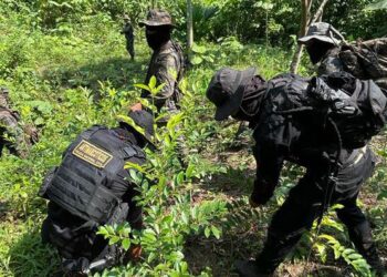 Erradican arbustos de coca en Alta Verapaz.