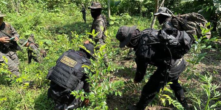 Erradican arbustos de coca en Alta Verapaz.