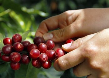 Centro de acopio beneficiará a productores de café de San Juan Sacatepéquez