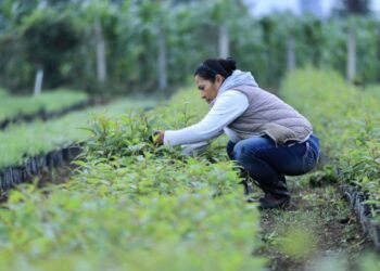 Gobierno impulsa creación de viveros forestales en El Progreso