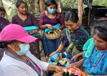 MAGA mantiene apoyo a productores de las Verapaces