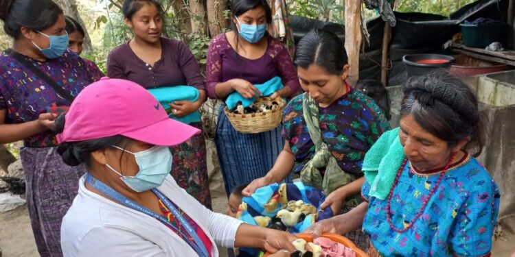 MAGA mantiene apoyo a productores de las Verapaces