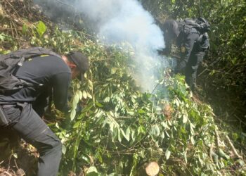 Incineran 15 mil 340 arbustos de coca en Izabal