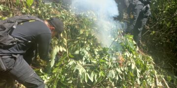 Incineran 15 mil 340 arbustos de coca en Izabal