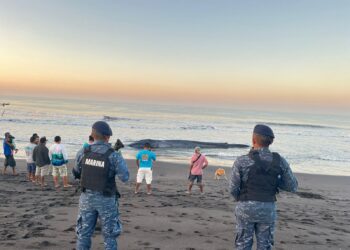 Difunden recomendaciones para actuar ante un espécimen silvestre muerto