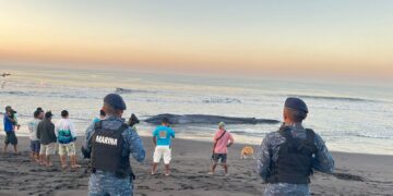 Difunden recomendaciones para actuar ante un espécimen silvestre muerto