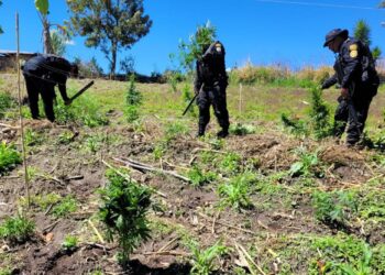 Erradican 29 mil matas de marihuana en Totonicapán