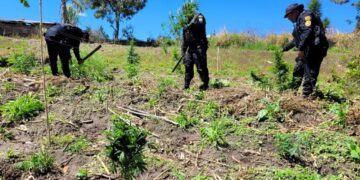 Erradican 29 mil matas de marihuana en Totonicapán