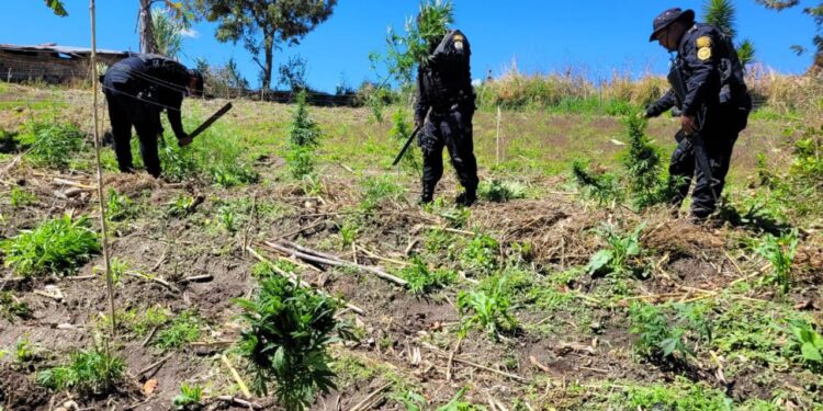 Erradican 29 mil matas de marihuana en Totonicapán