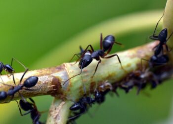 Algunas hormigas no caminan al azar, sino siguiendo patrones