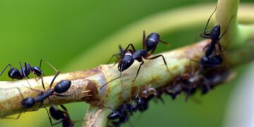 Algunas hormigas no caminan al azar, sino siguiendo patrones
