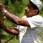 Incentivos forestales beneficiaron a más de 127 mil  familias