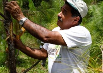 Los incentivos forestales apoyan a más de 127 mil familias.