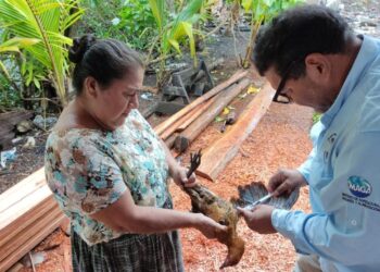 Guatemala se reporta libre de Influenza Aviar de Alta Patogenicidad