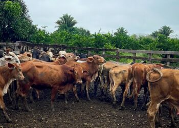 Petén es el departamento con el sector ganadero más grande del país. /Foto: MAGA
