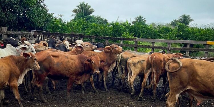 Petén es el departamento con el sector ganadero más grande del país. /Foto: MAGA