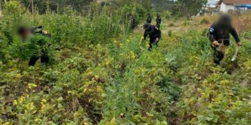 Realizan operativos de erradicación de plantaciones ilícitas en Petén y Totonicapán