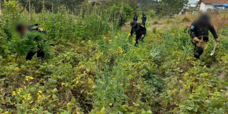 Realizan operativos de erradicación de plantaciones ilícitas en Petén y Totonicapán