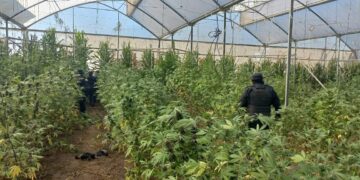 Localizan vivero utilizado para el cultivo de marihuana