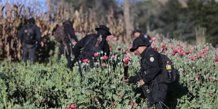 Entra en vigencia programa cuyo fin es fortalecer lucha contra narcotráfico