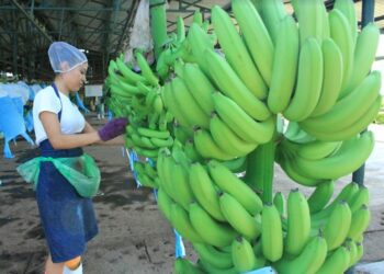 Buscan prevenir el ingreso de hongo en plantaciones de banano y plátano. /Foto: MAGA