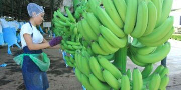 Buscan prevenir el ingreso de hongo en plantaciones de banano y plátano. /Foto: MAGA