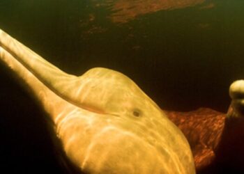 Cerebro de cetáceos revela secretos sobre el alzhéimer